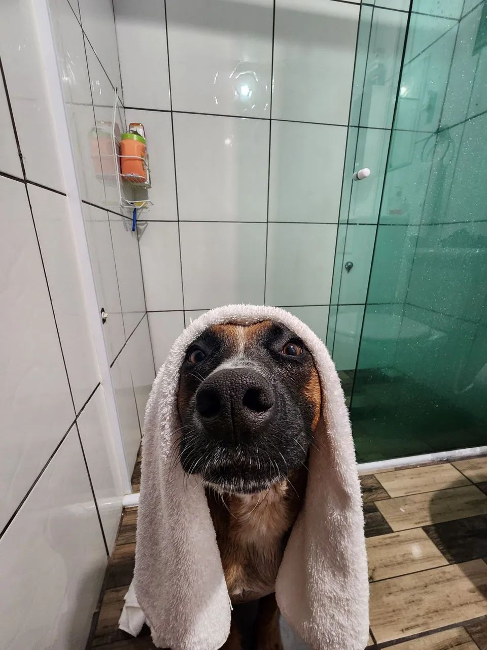 Cachorro para Doação  - Foto 3