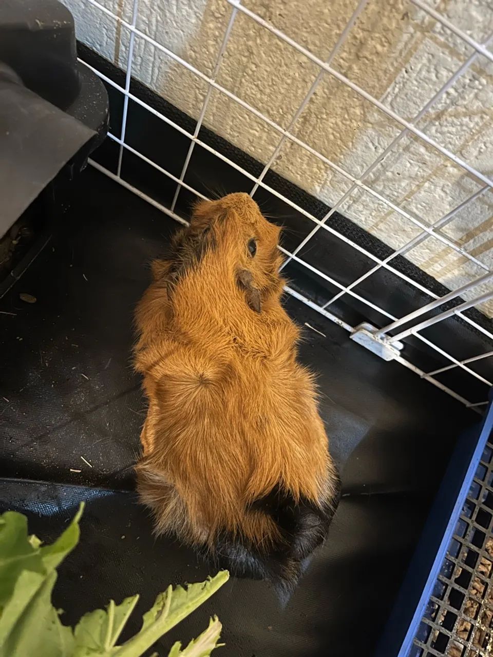Animais  - Foto 2
