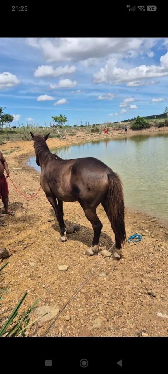 Cavalo bacheiro, manso para qualquer pessoa andar - Foto 2
