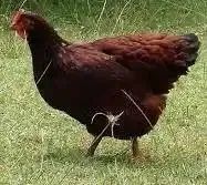 Rodhia 