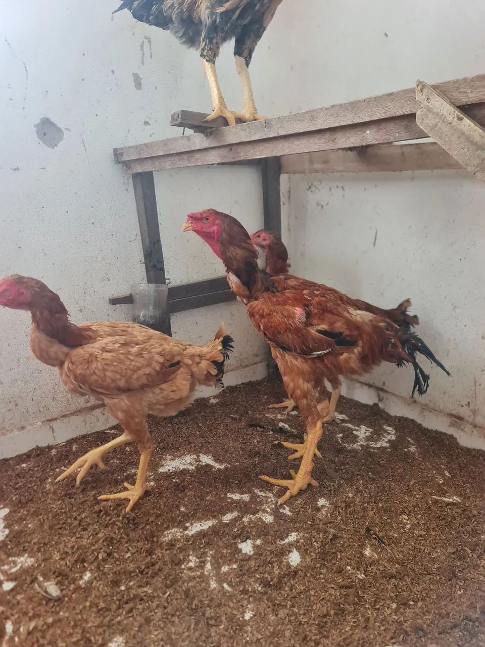 Galo é galinha índio gigante 
