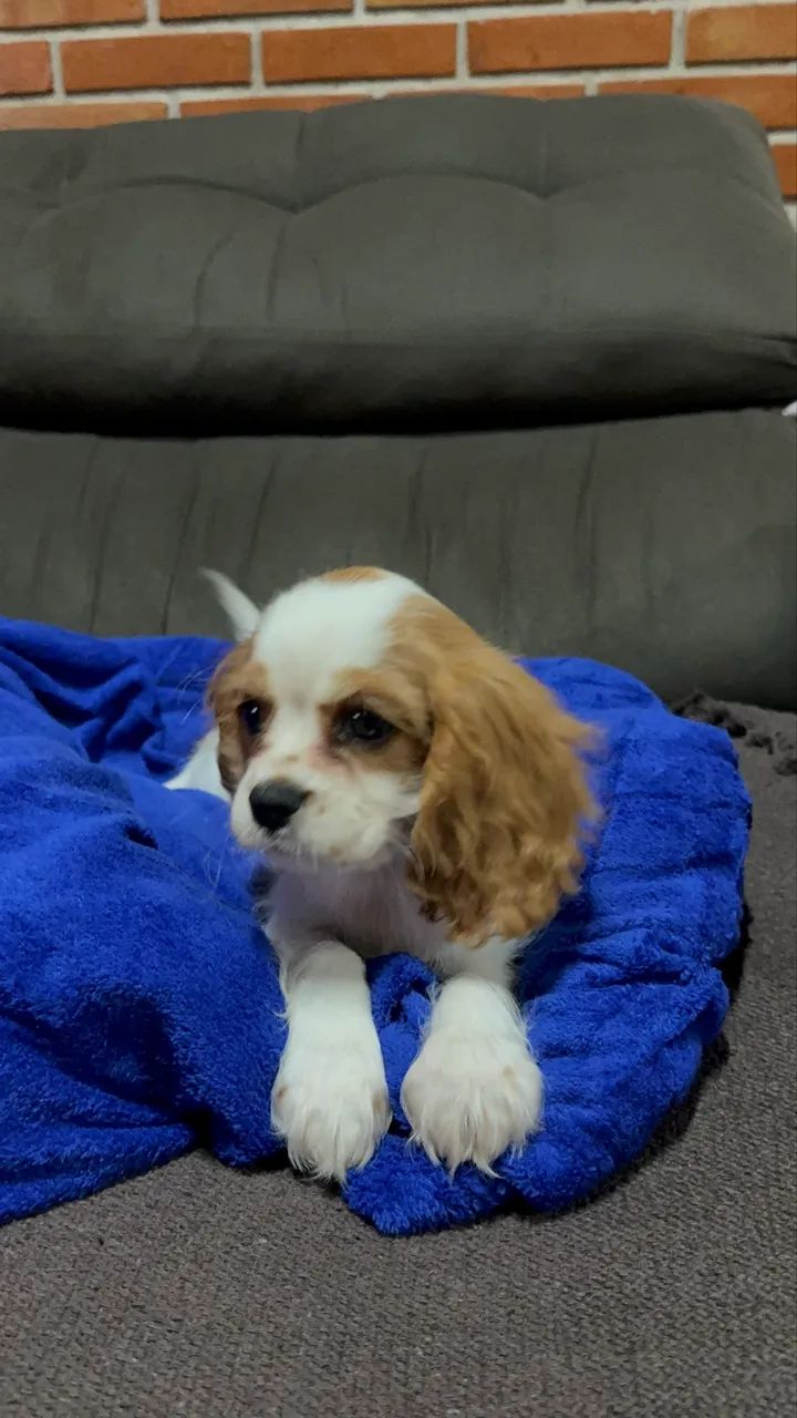 Cavalier king Charles Spaniel  - Foto 3