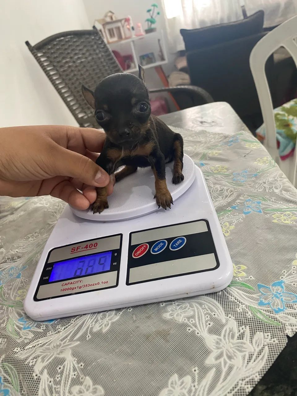 Pinscher miniatura zero  - Foto 2