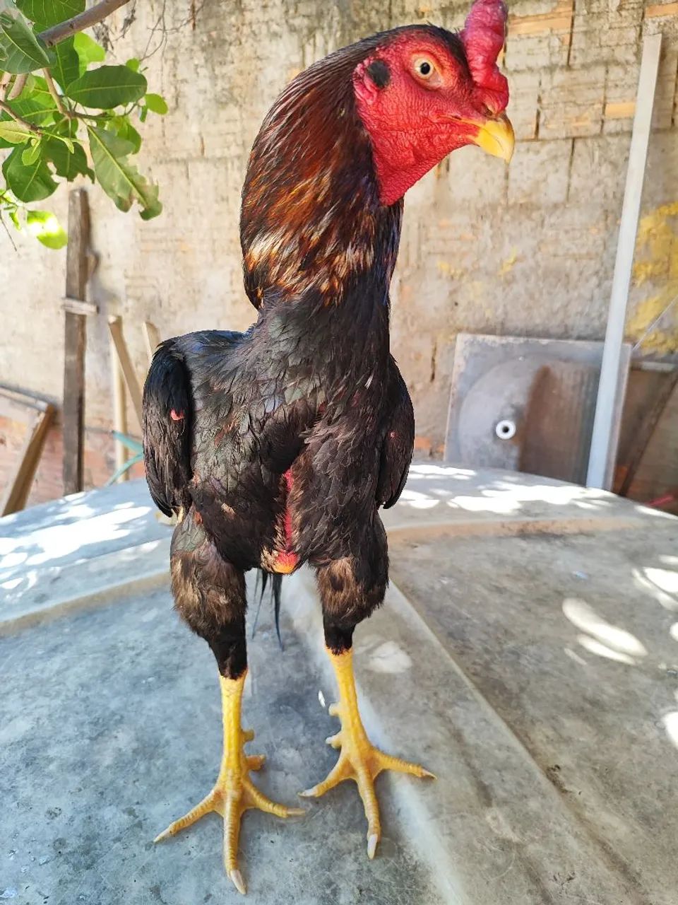 Vendo R$250 - Foto 2
