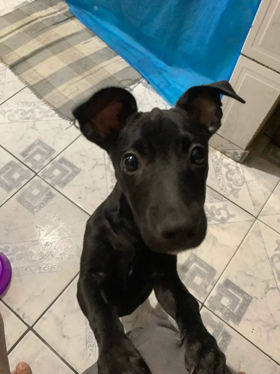 Estou doando essa cachorrinha  - Foto 3