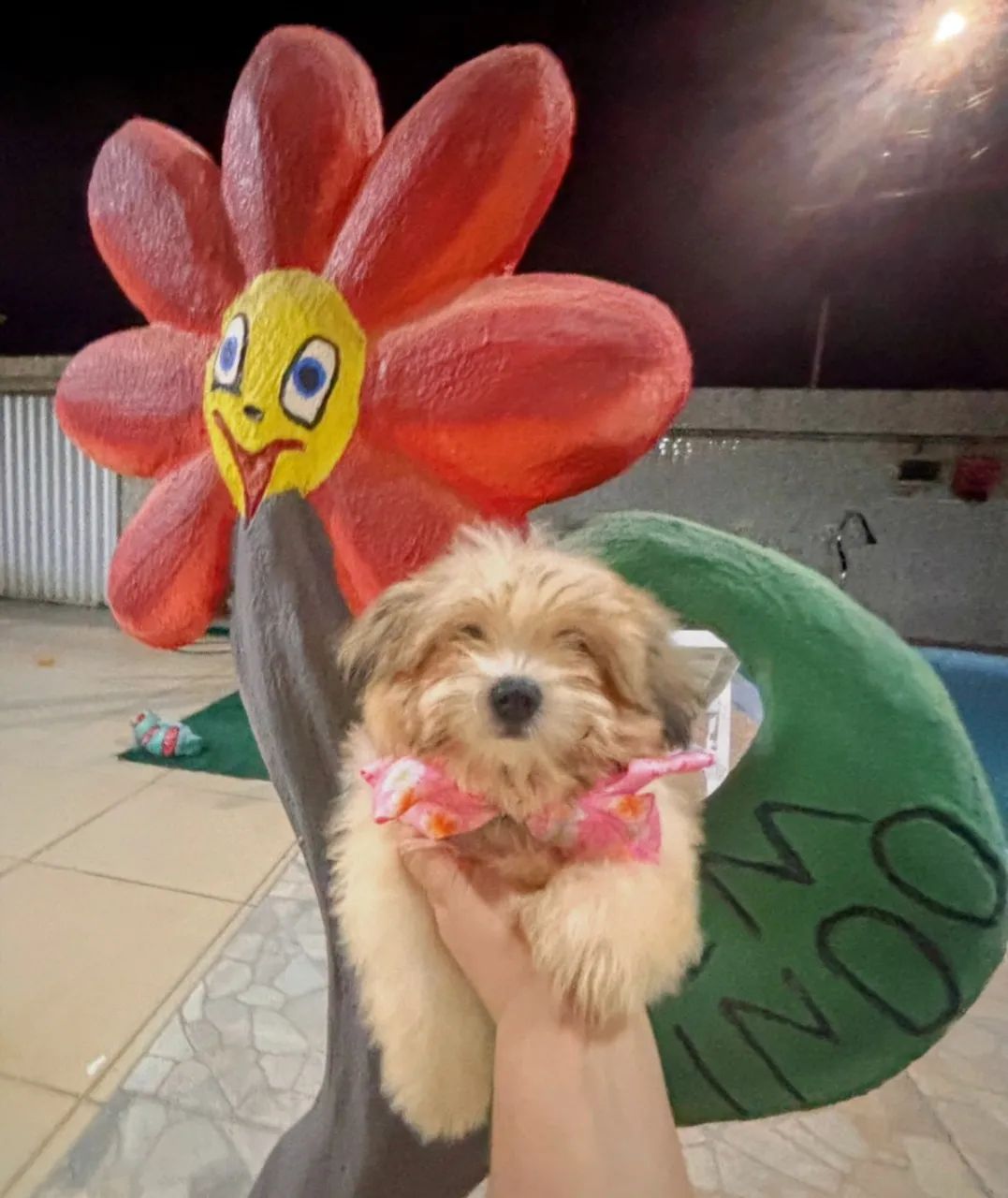 LINDOS FILHOTES DE LHASA APSO COM 2 DOSES DE VACINA IMPORTADA ( CADA) - Foto 3
