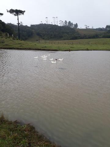 Vendo sitio - Foto 2