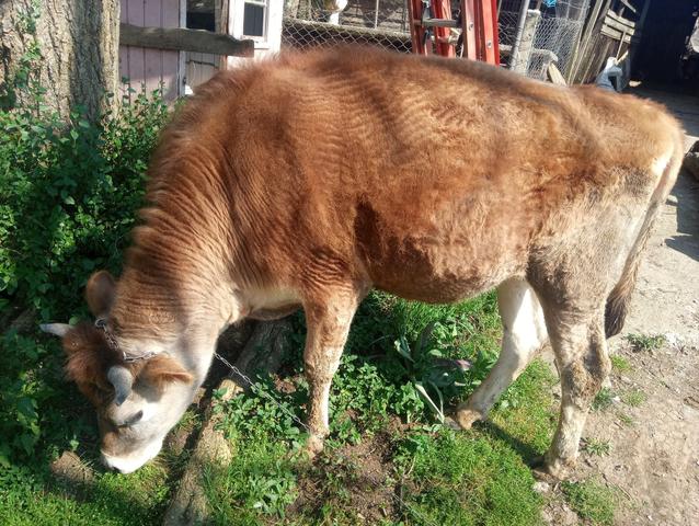 Vaca - Foto 3