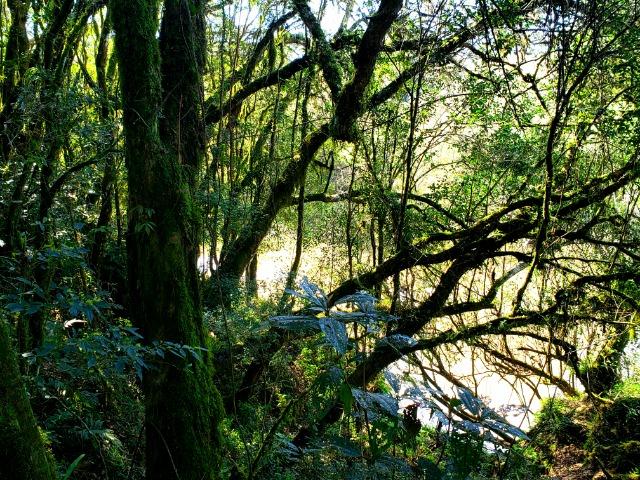 Belo Sítio com 30 hectares as Margens do Rio Canoas, em Rio Rufino - Foto 14