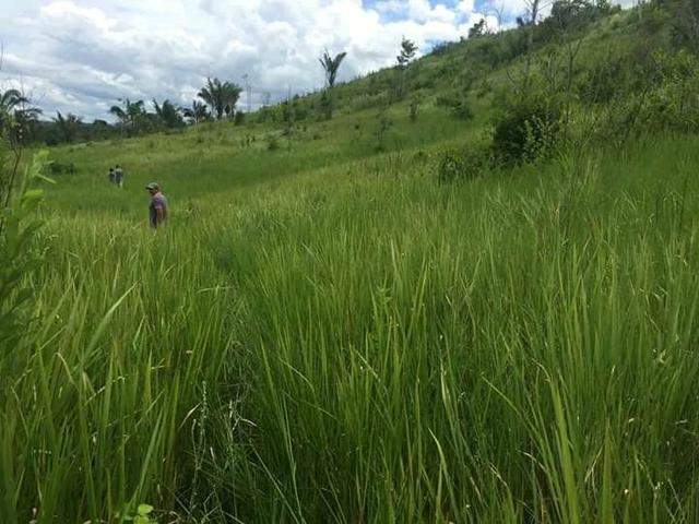 Fazenda em Governador Nunes Freire - Foto 5
