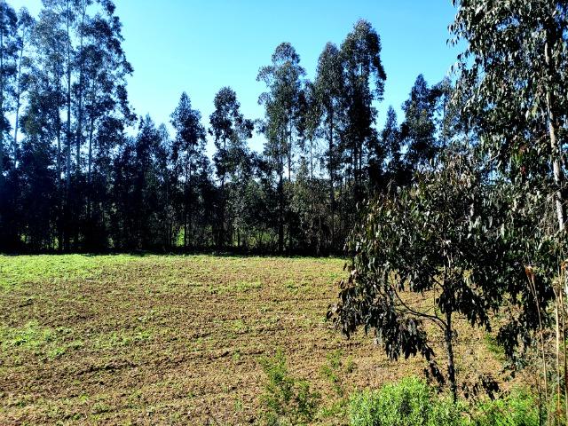 Belo Sítio com 30 hectares as Margens do Rio Canoas, em Rio Rufino - Foto 16