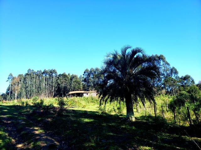 Belo Sítio com 30 hectares as Margens do Rio Canoas, em Rio Rufino - Foto 3
