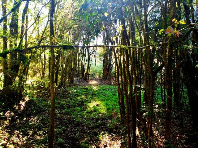 Belo Sítio com 30 hectares as Margens do Rio Canoas, em Rio Rufino - Foto 15