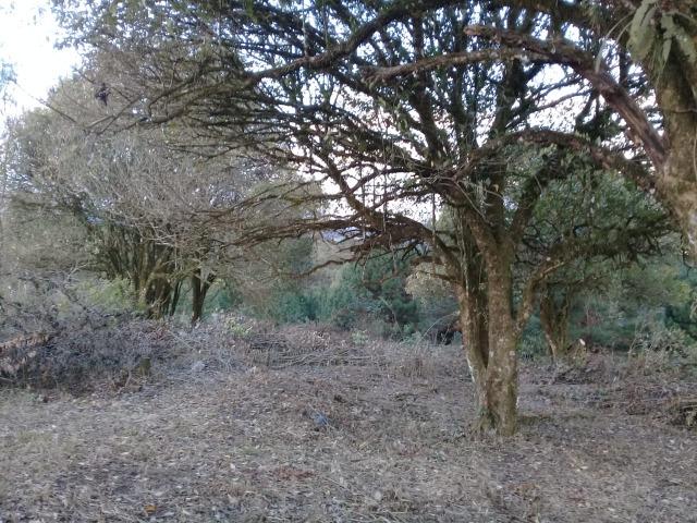 Chácara no Campestre com linda vista para a serra do mar - Foto 4