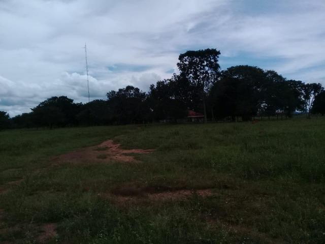 Fazenda de 840 alqs. dupla aptidão Proxima de Dois Irmãos - Foto 14