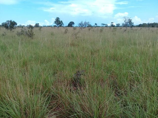 Fazenda de 840 alqs. dupla aptidão Proxima de Dois Irmãos - Foto 6
