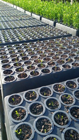 Muda de Limão Tahiti ou taiti exertada No Atacado - Foto 5