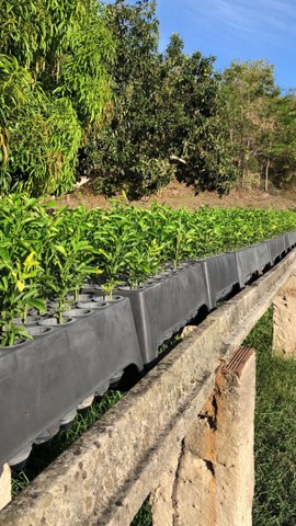 Muda de Limão Tahiti ou taiti exertada No Atacado - Foto 6