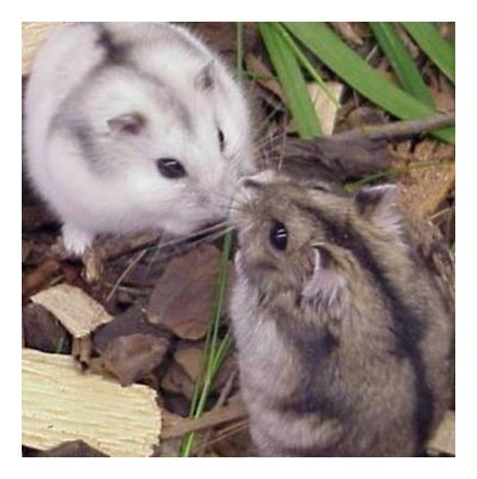Hamster anão - Filhotes bem pequenos - Foto 5