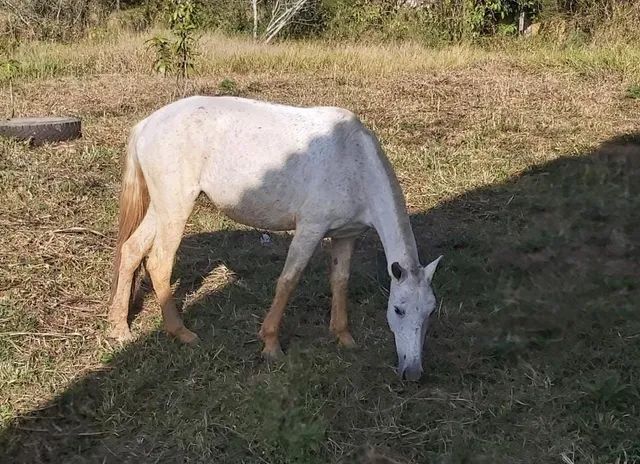 Égua frente aberta, mansa - Cavalos e acessórios - Pachecos, Palhoça  1252773521