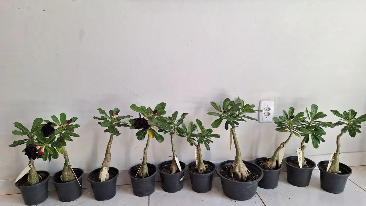 Rosa do deserto enxerto LM180 - Foto 5