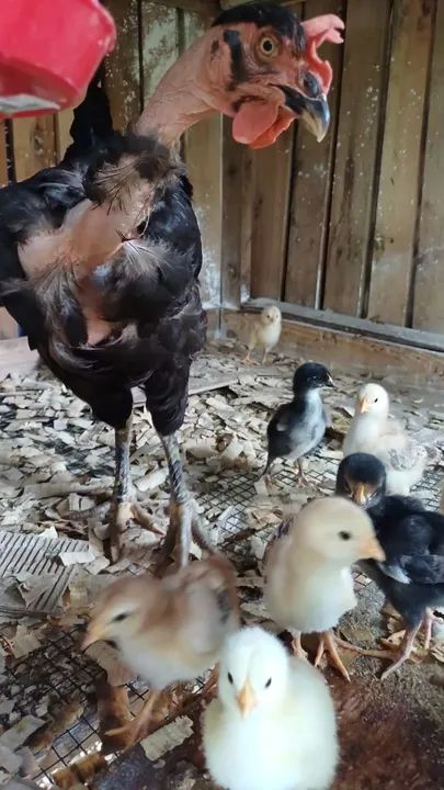 Pintinhos GSB de raça pura para venda - Foto 3