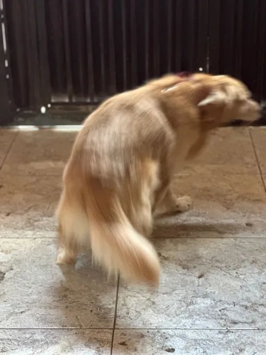 Golden Retriever a procura de uma namorada  - Foto 5