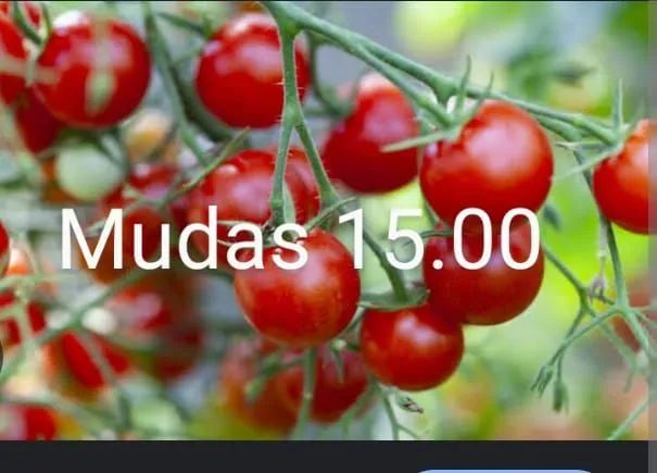 Mudas - Foto 3
