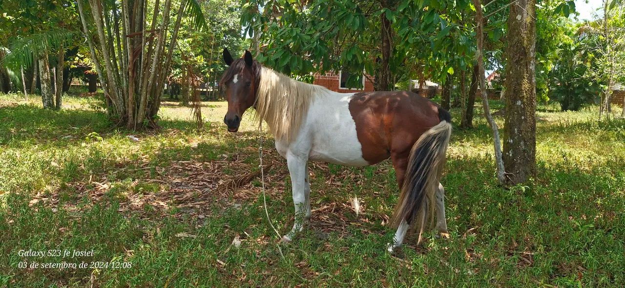 ÉGUA MANGALARGA PAINT HORSE - Foto 2