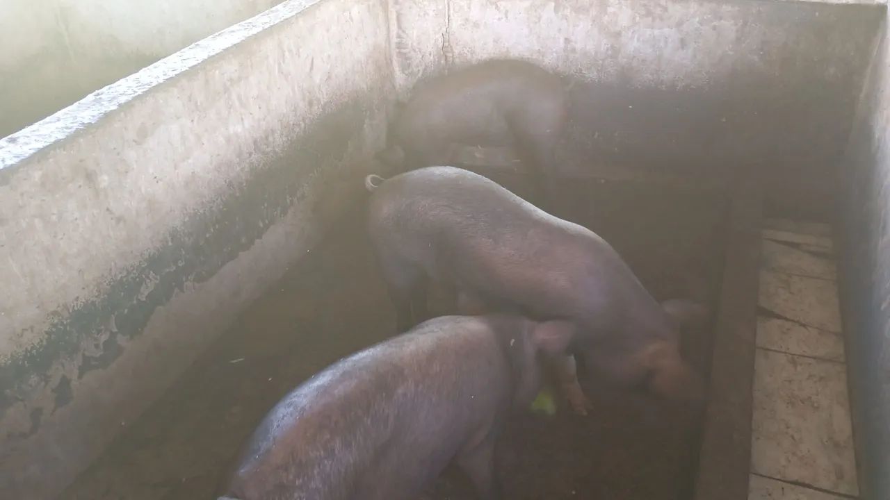 Porco para venda - Foto 5