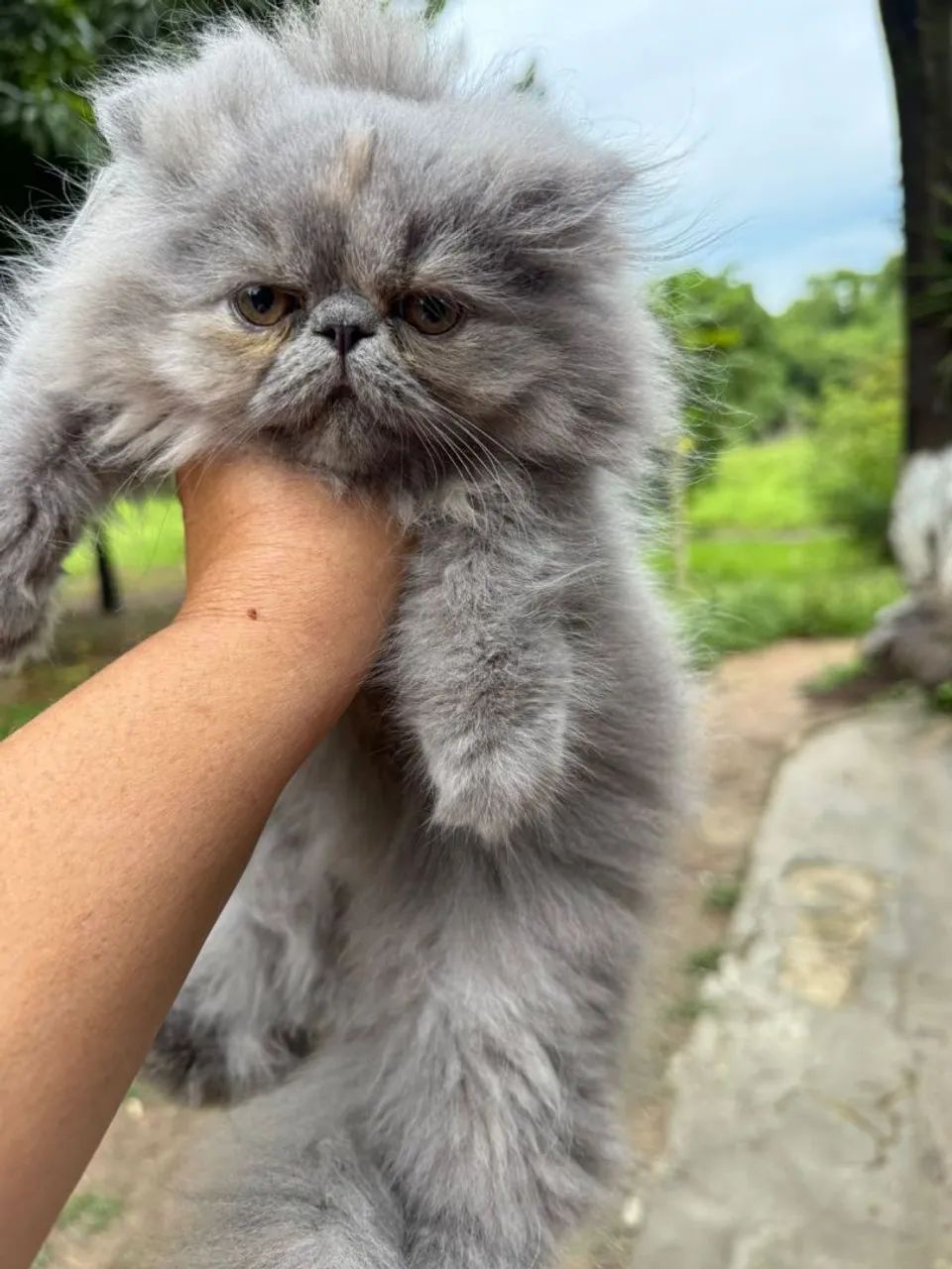 Persa fêmea Black disponível  - Foto 5