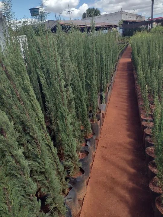Pinheiro  - Foto 3