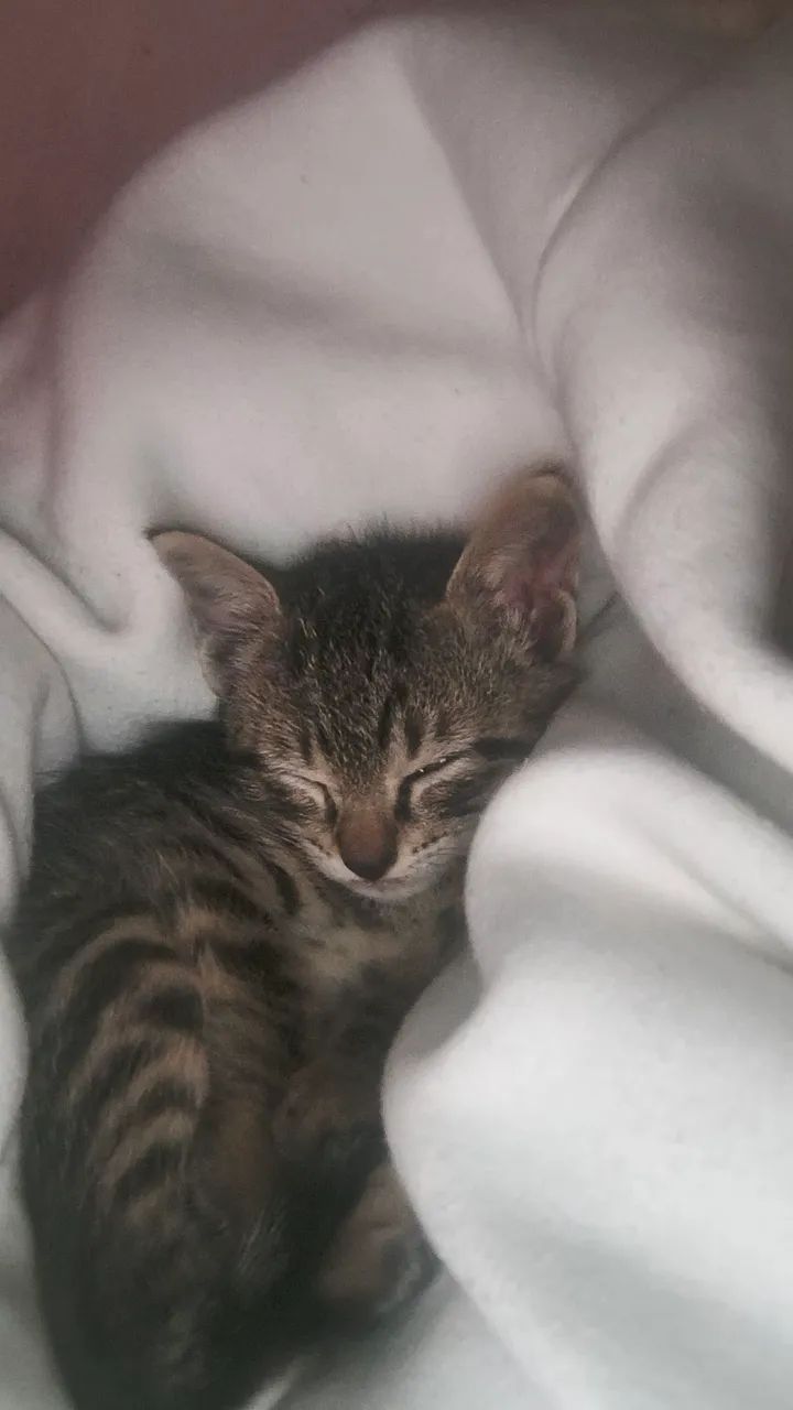 Doação de gato filhote 