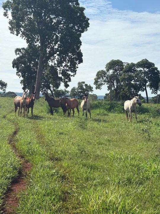 Potro e cavalo - Foto 3