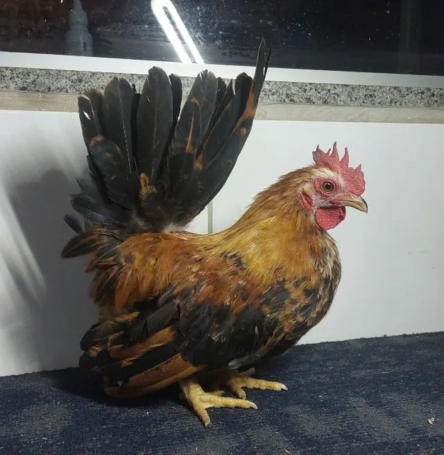 Franguinho (Galinho) Nagasaki, Chabo, Japanese Bantam