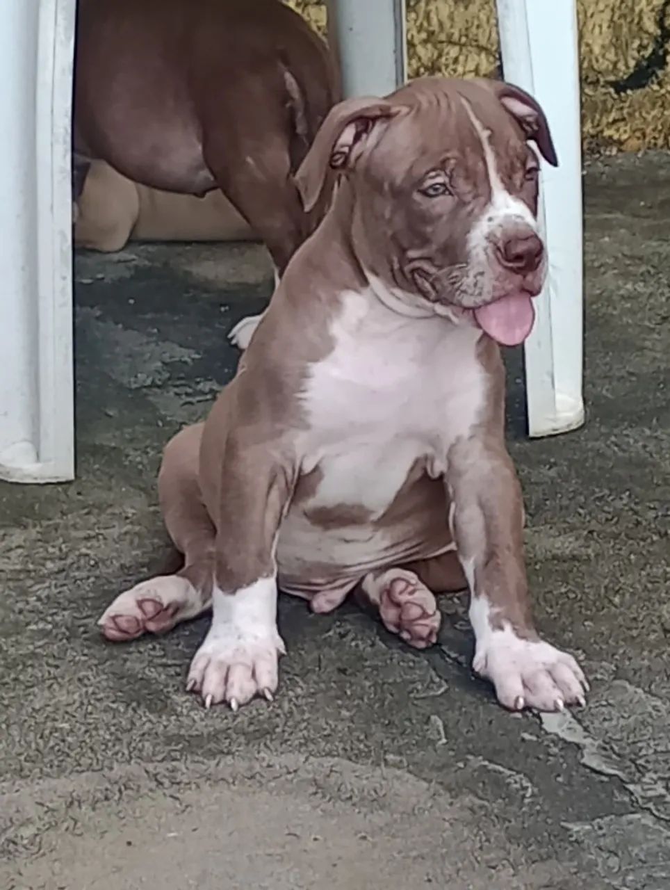  Filhotes Pit Monsters 2 meses