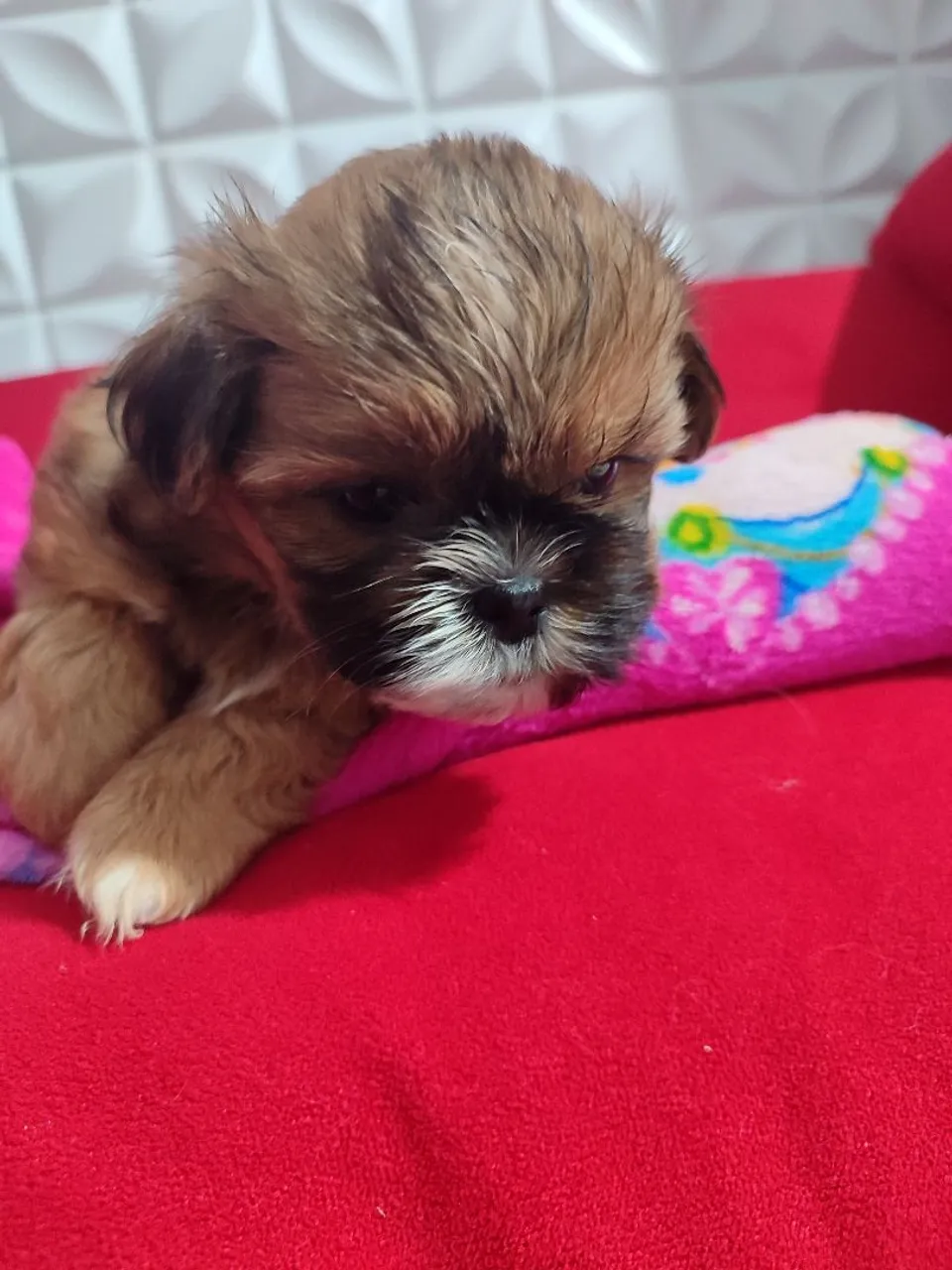 Filhotes Shih Tzu - 2 meses