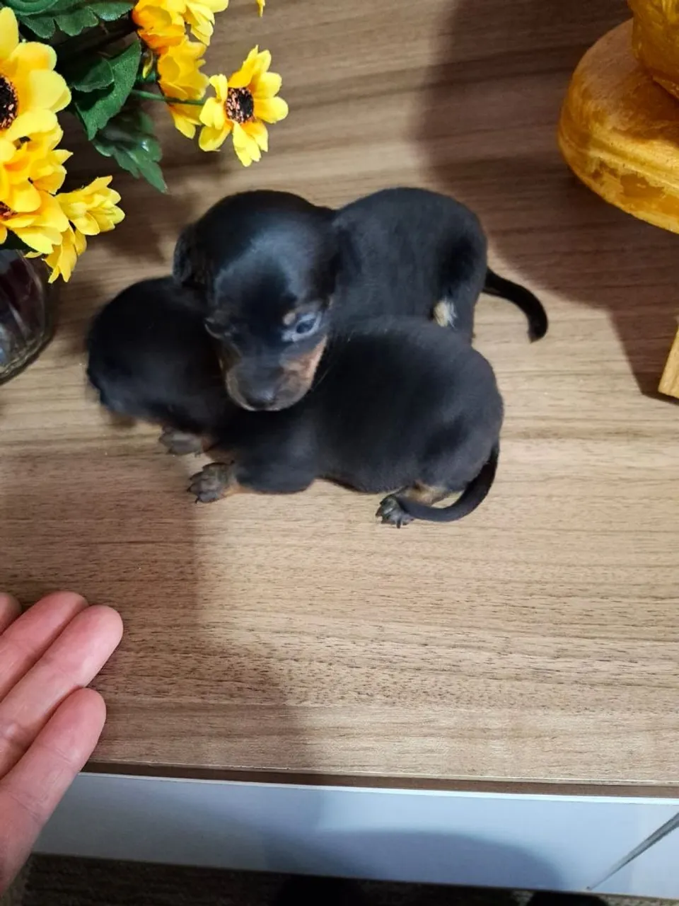 Filhotes Pinscher número 01