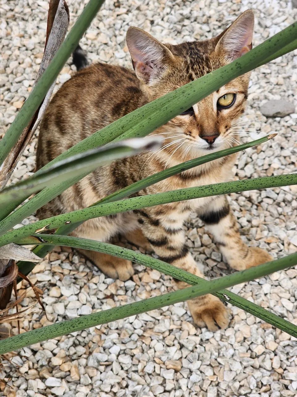 Gato Bengal filhote - Foto 5