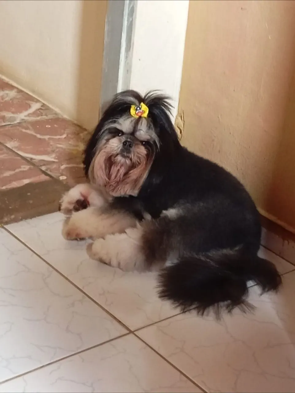 Shih Tzu adorávela procurou uma fêmea cruza com ele