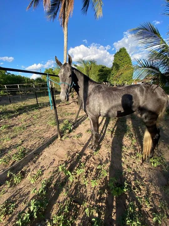 Égua de picado, neta do monza da riocon 3 anos e meio - Foto 2
