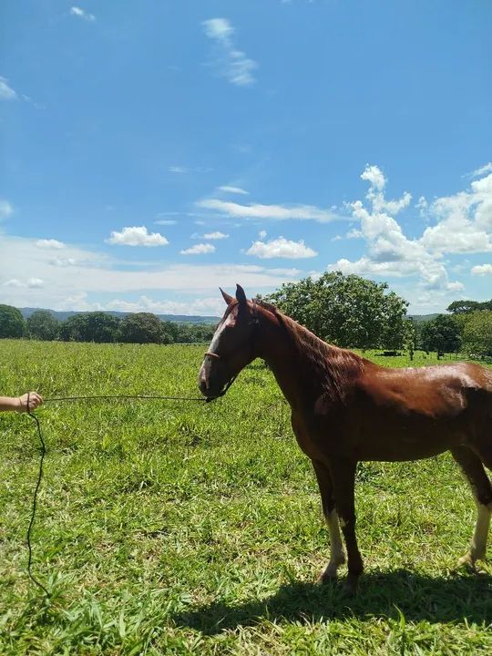 Cavalo Mangalarga Machador - Foto 3