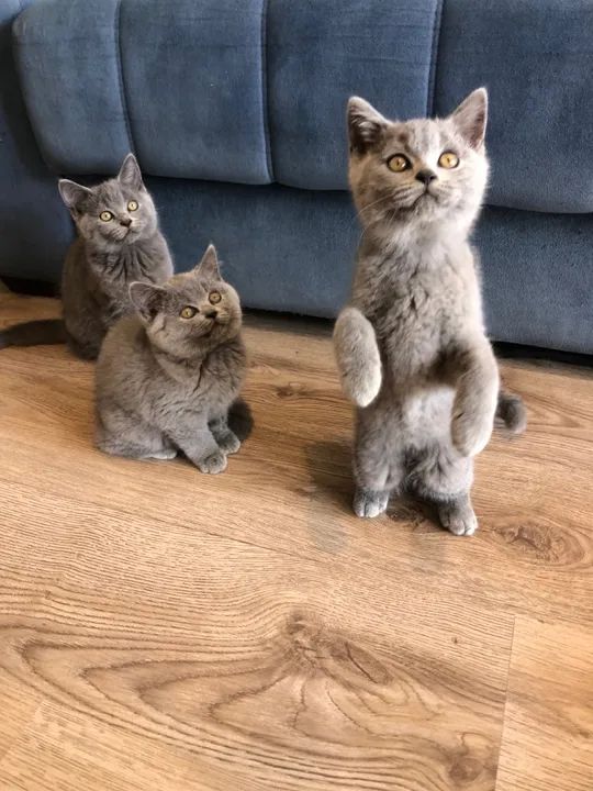 Gatinhos da raça British Shorthair Cinza Fofos de mais! - Foto 6