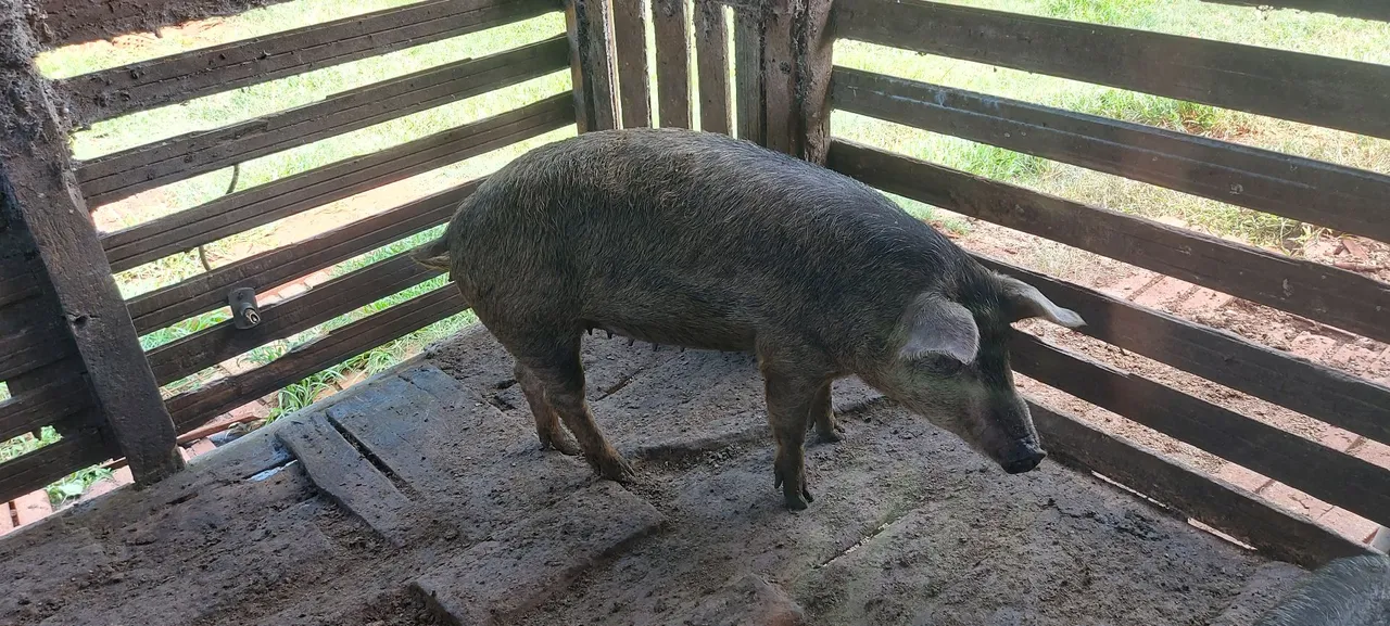 Troco leitoa Moura por fêmea Duroc ou Pietran