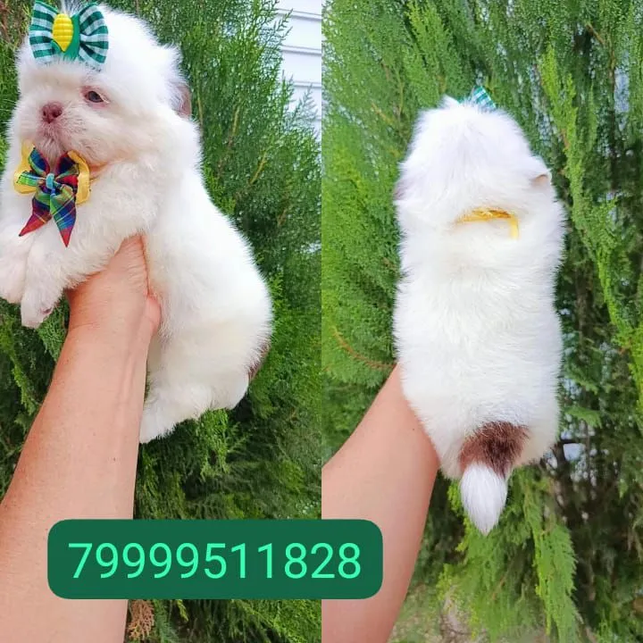 Filhote Shih Tzu - Disponível