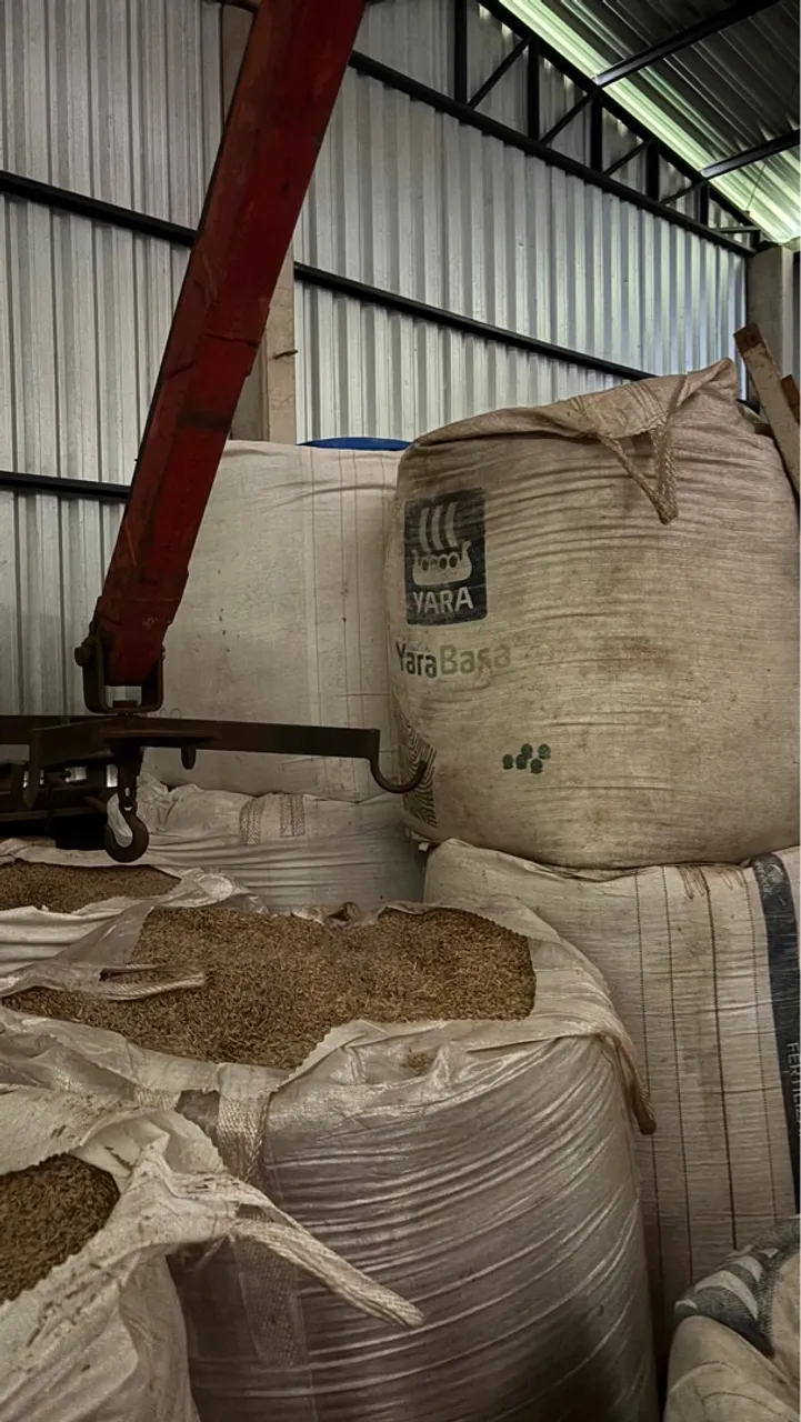 Aveia Branca Taura Limpa/classificada