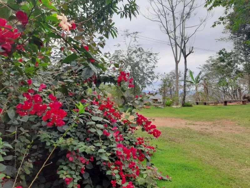 Sítio em Alegre estrada 482 - Foto 2