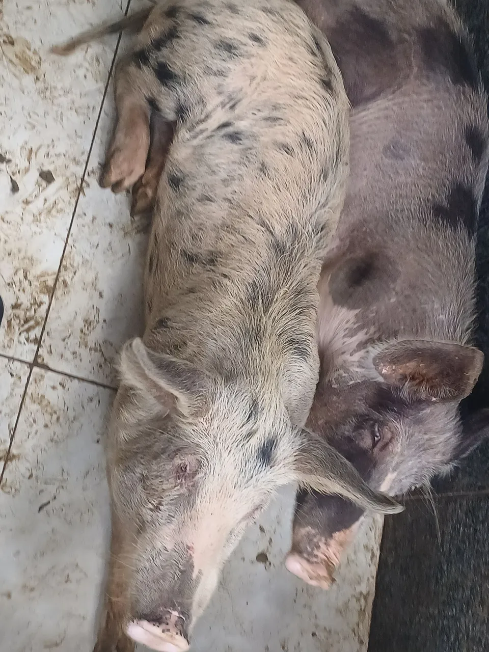 Casal de porco de raça grande