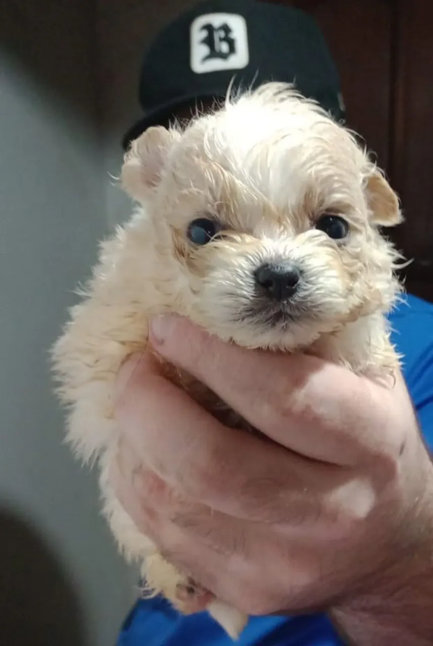 Filhotes De Lulu Com Shiztzu