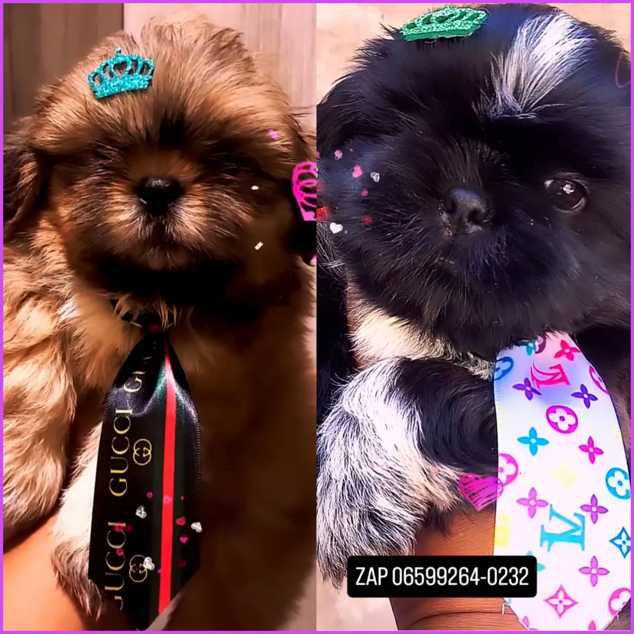 Filhote Shih Tzu promoção imperdível